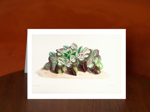 Cephalotus from the floral - cephalotus,