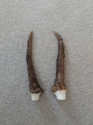 Fallow pricket deer antlers - fallow,
