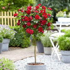 Standard Red Scarlet Rose Tree