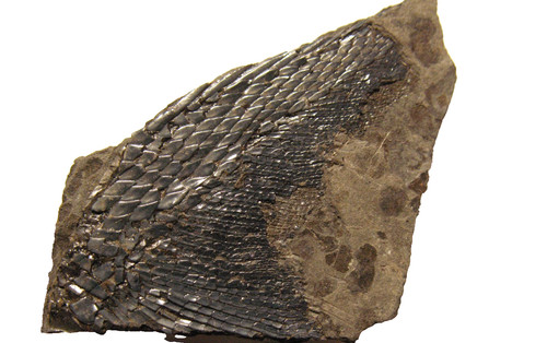 Permian fish fossil muse - permian,
