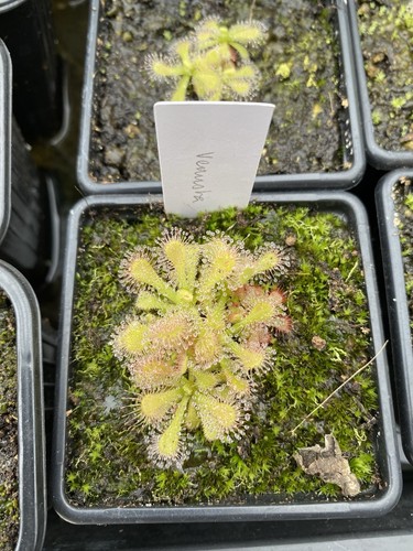 Drosera venusta the elegant - drosera,