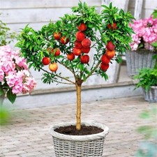 Peach Dwarf Fruit Tree Bonanza