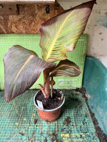 Canna durban plant perennial - plant,