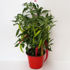 Peperoncino Capsicum Red Joker Red | 1 Pianta Peperoncino Aromatico Ornamentale