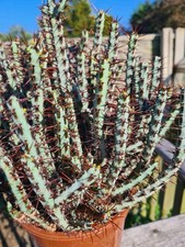 Euphorbia Aeruguinosa STEM