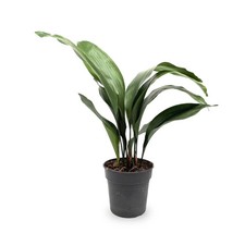Cast Iron Plant | Aspidistra Elatior - Low Light Tolerant Houseplant