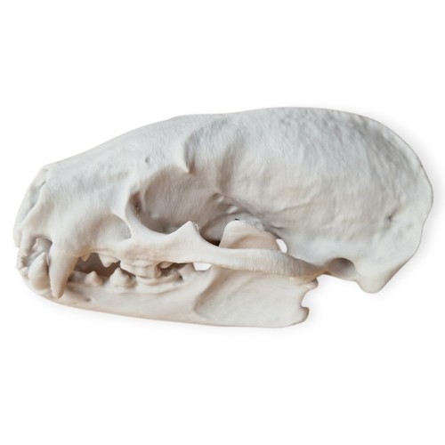 Realistic life size badger - life,