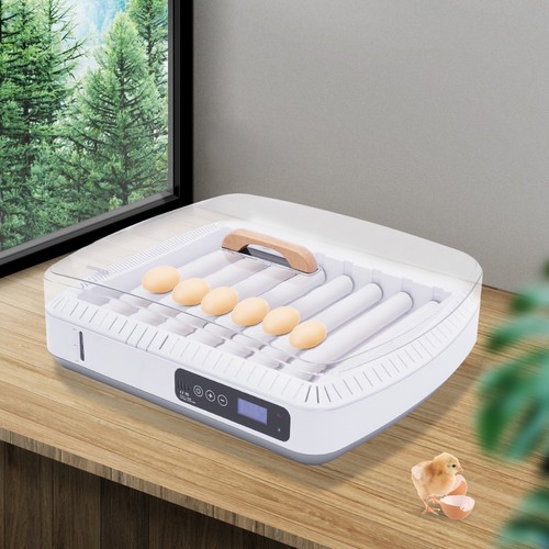 Eggs incubator device - eggs,