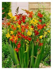10 Crocosmia Large Flowering