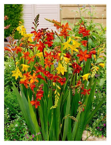 Crocosmia large flowering - crocosmia,