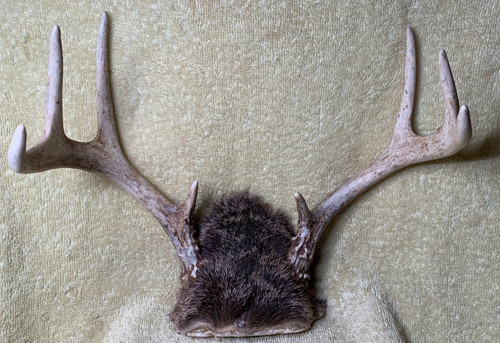 Whitetail deer point - point, antlers
