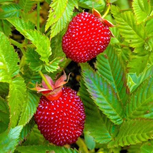 Sweet balloon berry - balloon, large