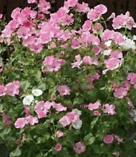 FLOWER (LAVATERA ROSE MALLOW