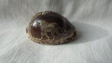 CAMEO COWRIE SHELL Lion approx 5.5cm long freepost