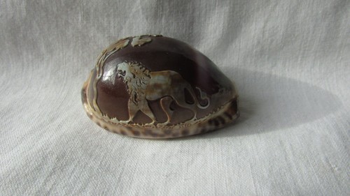 Cameo cowrie shell lion approx - cowrie,