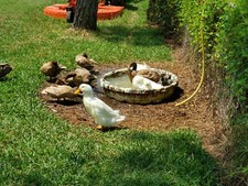Duck Eggs For Hatching 