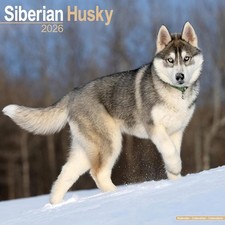 Siberian Husky 2026 Calendar |