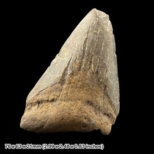 Megalodon Shark Tooth Fossil