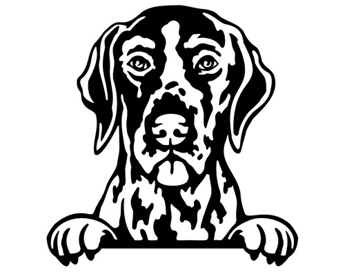 German shorthaired pointer dog - german,