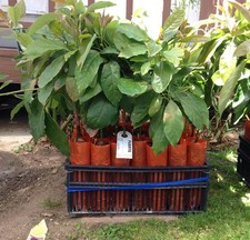 Fuerte Grafted Avocado Tree -