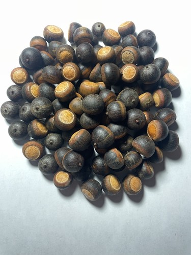 100 water oak acorn seeds - water,
