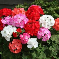 PELARGONIUM ZONALE MIX F2 HYBRIDS (10 SEEDS)