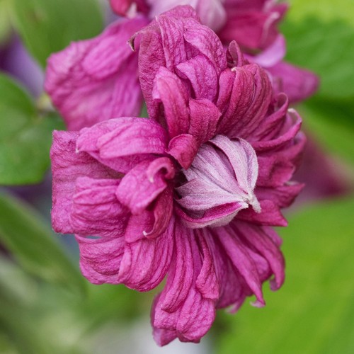 Clematis purpurea plena - 'purpurea,