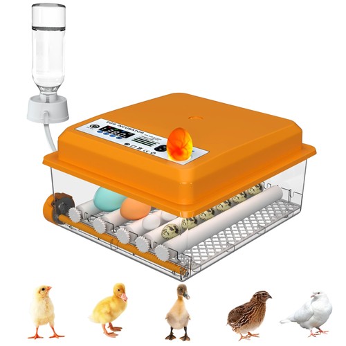 Egg automatic incubator - egg,