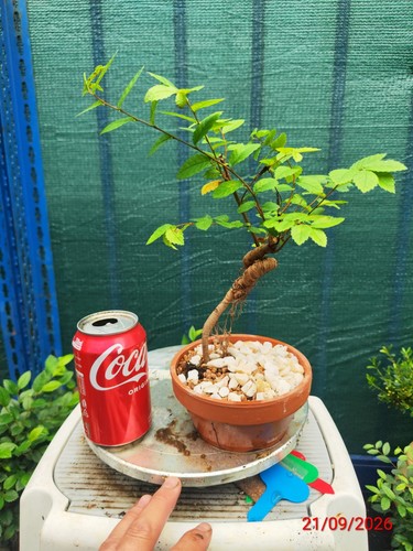 Chinese elm bonsai - elm,