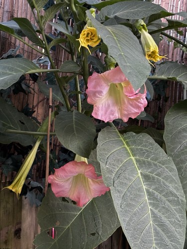 Brugmansia rooted cuttings - rooted,