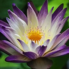 Purple Joy Tropical Water Lily
