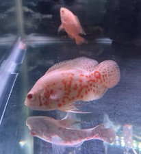1 Oscar Albino - Size 2- 2.5