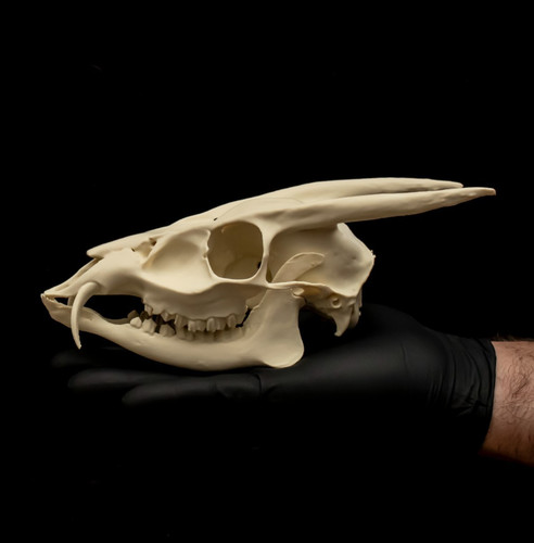Muntjac deer skull - muntjac,