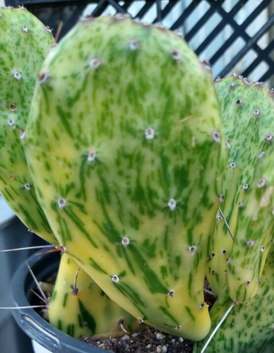 Opuntia cochenillifera