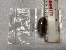 Cypraea Zebra Cowrie shell