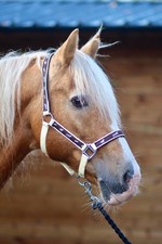 Padded Headcollar / Halter - Shetland Pony Cob Full Extra Full
