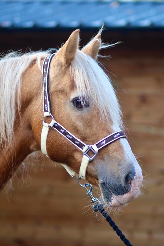 Padded headcollar halter - halter,