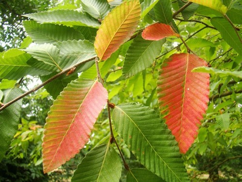 Nothofagus alpina southern - nothofagus,
