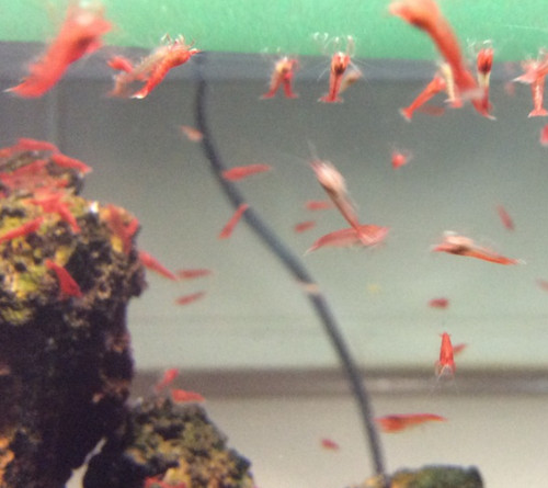 Aquatics opae ula - opae,