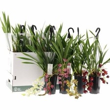 Cymbidium Cascade ( Random