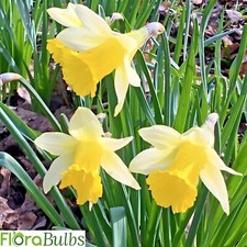 WILD DAFFODIL BULBS (