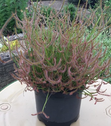 Drosera binata form - drosera,