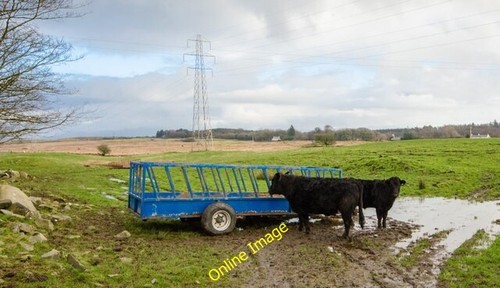 Photo 6x4 cattle kiltersan - 6x4, at