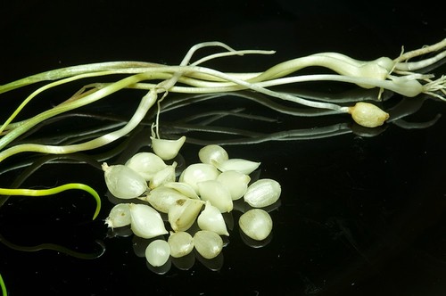 French wild garlic - 30,