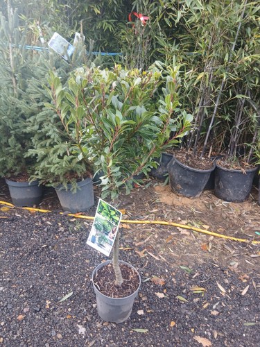 Laurus nobilis bay junior - bay,