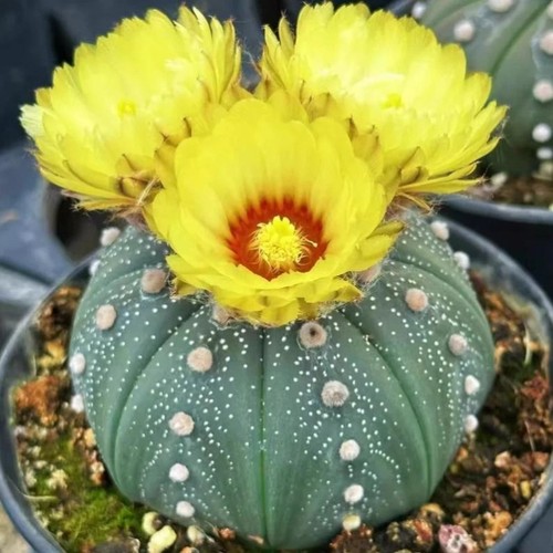 Astrophytum asterias beautiful - asterias,