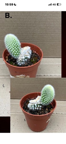 Bunny ear cactus opuntia - cactus,