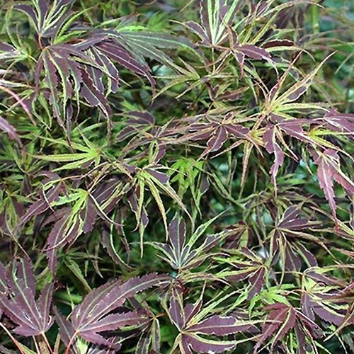 Acer palmatum manyo sato in - palmatum,