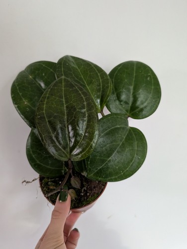 Hoya sarawak cream - cream, houseplant