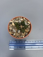 Ariocarpus bravoanus hintonii